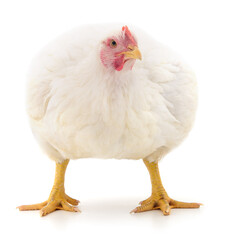 white hen isolated.