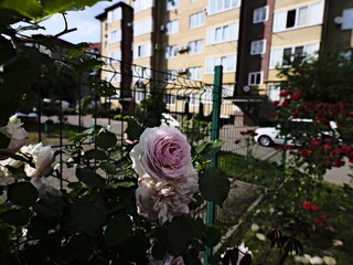 quantum valentine roses on a fence