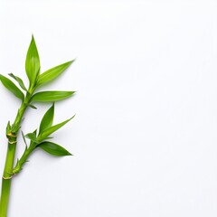 Fototapeta premium Lucky bamboo plant on white background for zen and minimalist design
