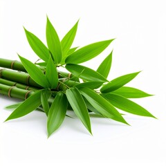 Fresh green bamboo stems and leaves on white background stock photo
