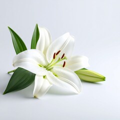 Obraz premium Beautiful white lily flower blossom close up floral bloom nature photo