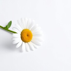 Isolated white daisy flower on white background floral photography