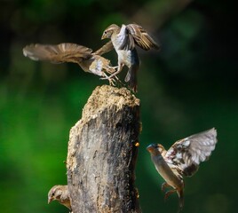 Sparrows interacting on a tree stump.