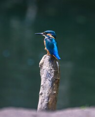 Kingfisher on a Wooden Stump