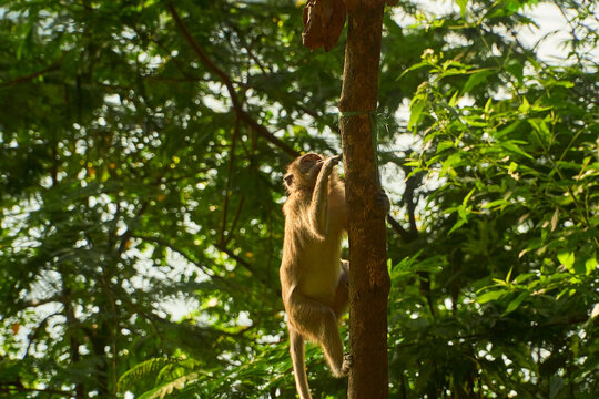 A monkey climbing the tree