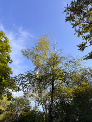 Birch Tree Canopy Reaching into Clear Blue Sky