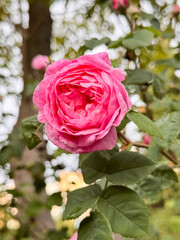 Pink Rose Blossom with Bud on Green Leafy Background Close-Up