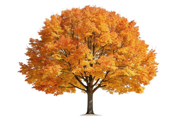 Autumn tree with orange foliage isolated on transparent background