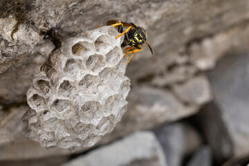 Polistes biglumis has no english name and the german name is best transleted to mountain field wasp, sitting on its combs with fresh layed eggs