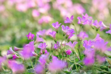 A vibrant field of lavender sorrel flowers, with their delicate purple petals, creates a soft, impressionistic scene. The blossoms are in varying states of focus, adding depth to the lush background.