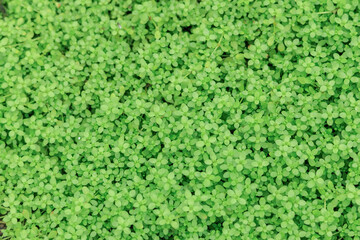 A vibrant, dense carpet of small, green-leafed ground cover spreads across the frame, creating a...