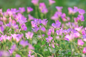 A vibrant field of lavender sorrel flowers, with their delicate purple petals, creates a soft, impressionistic scene. The blossoms are in varying states of focus, adding depth to the lush background.