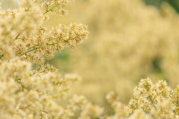 Clusters of delicate, creamy-yellow longan flowers are in bloom, with some in sharp focus and...