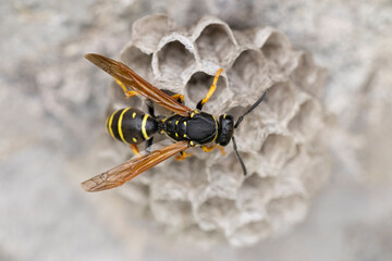 Polistes biglumis has no english name and the german name is best transleted to mountain field...