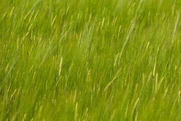 Close-up of a green barley field with dense young stalks swaying in the wind, captured during early...