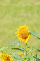 A vibrant sunflower stands prominently with its bright yellow petals and a textured, golden-brown center. Lush green leaves frame the blossom against a softly blurred, verdant background.