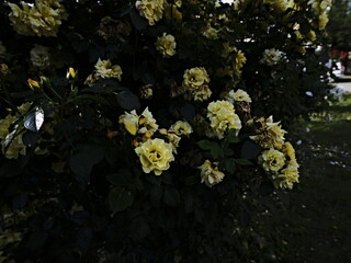 quantum valentine roses on a fence