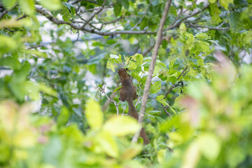 View of funny furry squirrel sitting on a tree, focus selective