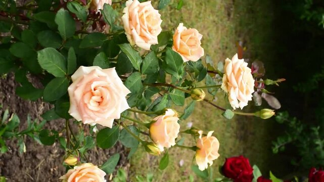 cream-colored rose bush waving in wind, floral background.Vertical video