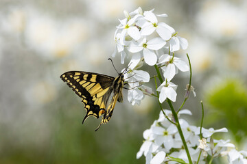 a beautiful Old World swallowtail (Papilio machaon) is sucking nectar from a white blossom Brassica
