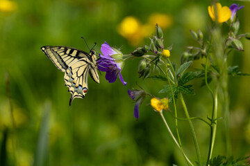 a beautiful Old World swallowtail (Papilio machaon) is sucking nectar from a violet blossom Geranium