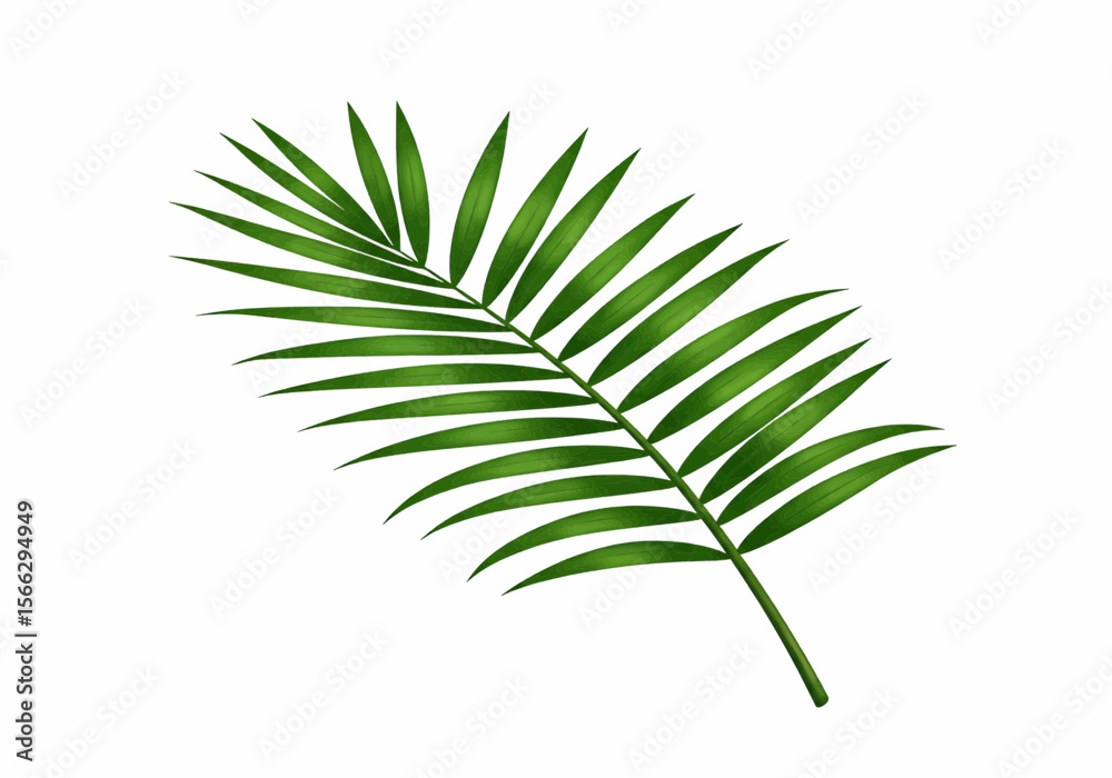 Poster a single palm frond with many leaflets extending from the stem isolated on a white background view