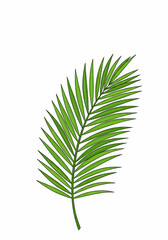 Illustration of a single vibrant green palm leaf with detailed veins against a white background image style