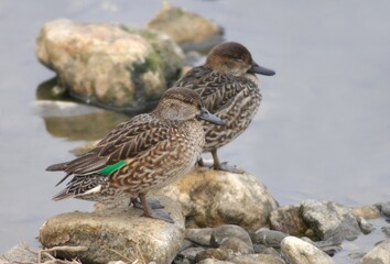 A Pair of Eurasian Teals Standing on a Rock