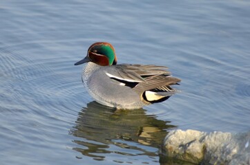 Side View of a Male Eurasian Teal Swimming