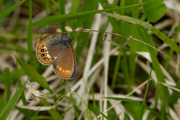 Scarce heath (Coenonympha hero) perching on a dry grass  it is a rare butterfly all over europe © Mathias Putze