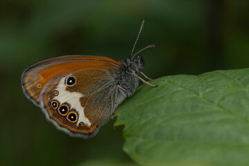 Obraz premium Pearly Heath (Coenonympha arcania) perching on a fresh green leaf