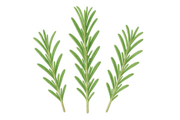 Fresh rosemary sprigs showcasing aromatic green leaves, delicate stems arranged artfully on crisp white surface, emphasizing herb's culinary freshness