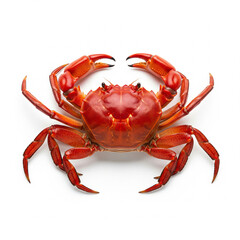 Collection of Isolated Animals on White Background – Farm, Reptile, Insect, and Marine Species