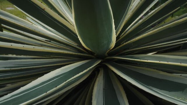 Close up view of variegated agave plant, featuring symmetrical leaves with striking green and white striped pattern that showcases natural geometry. Biological patterns created by nature.