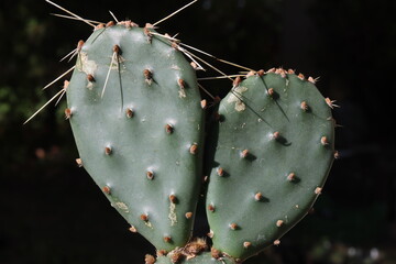 Opuntia phaeacantha Orangade  opuncja kkatus