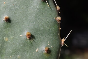 Opuntia phaeacantha Orangade  opuncja kkatus © Perovskia