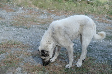 A rare breed of shepherd dog, the Sivas Kangal Shepherd