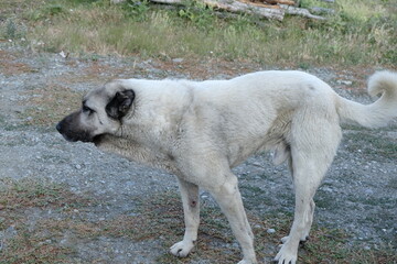 A rare breed of shepherd dog, the Sivas Kangal Shepherd