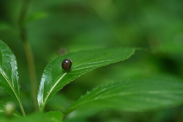 ハナイカダの果実（7月）