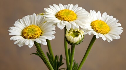 Fototapeta premium Closeup of Four Blooming White Daisies with Yellow Centers