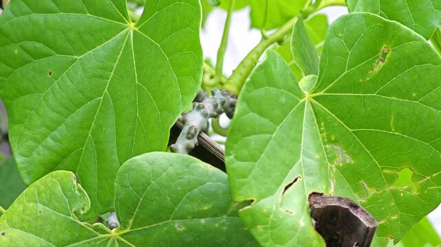 Tinospora cordifolia​​.