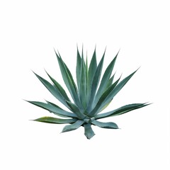Fototapeta premium Striking Solitary Blue Agave Plant A Study in Botanical Symmetry and Desert Adaptation on a Clean White Background