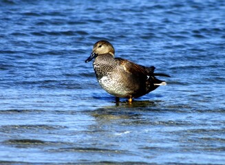 Gadwall male standing in shallow water