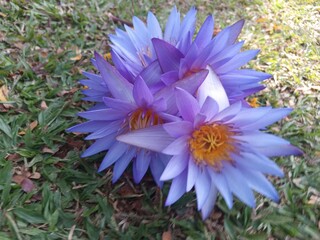 Nature's masterpiece.  The delicate petals and vibrant color of these water lilies are simply...