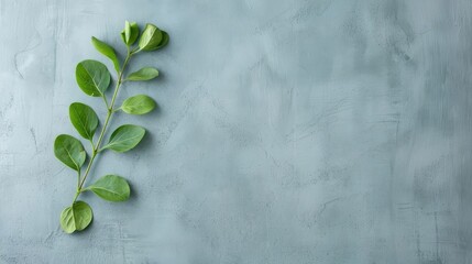 Artistic display of water spinach leaves arranged in a spiral or geometric pattern on a minimalistic background.