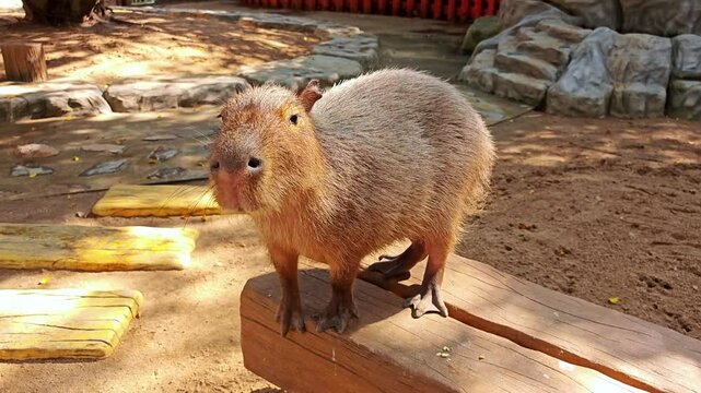 Funny capybara chewing a cron.