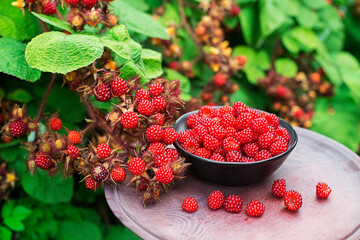 Raspberry wineberries