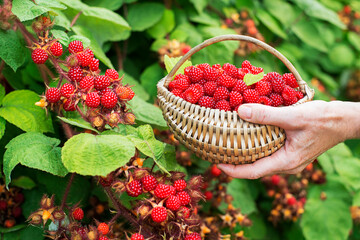Raspberry wineberries