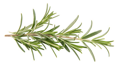 Fresh rosemary sprig isolated on white background with green leaves in detailed close-up focus