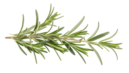 Fresh rosemary sprig isolated on white background with green leaves in detailed close-up focus